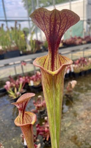 iPF96 Sarracenia flava atropurpurea