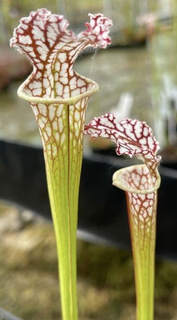 IPL18E Sarracenia leucophylla Okaloosa Country FL