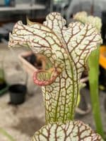 IPL33a Sarracenia leucophylla - Live Oak Creek