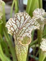 IPL33a Sarracenia leucophylla - Live Oak Creek