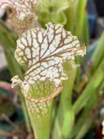 IPL33a Sarracenia leucophylla - Live Oak Creek