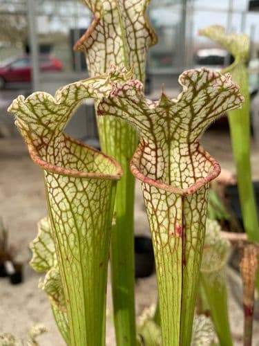 IPL33a Sarracenia leucophylla - Live Oak Creek