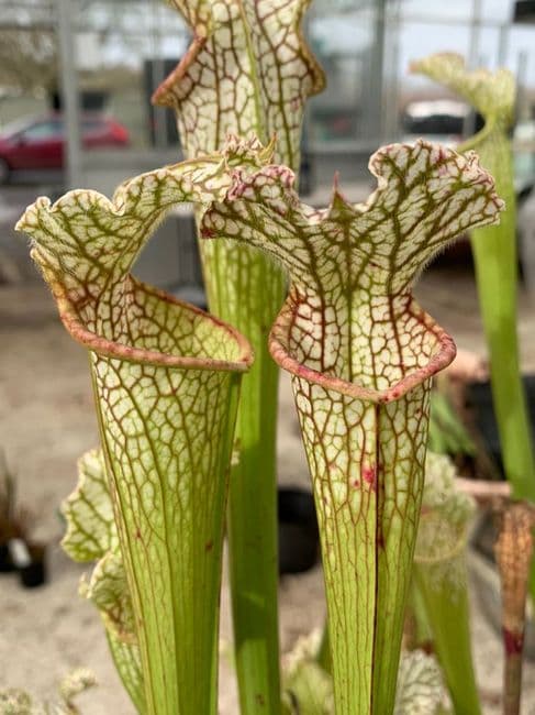 IPL33a Sarracenia leucophylla - Live Oak Creek