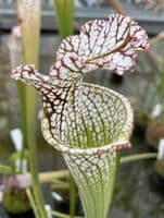 iPL55 S.leucophylla-Tall Pubescent