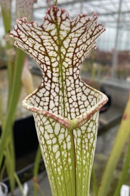 iPL55 S.leucophylla-Tall Pubescent