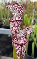 ipL60 S.leucophylla-Pink vein