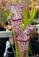 ipL60 S.leucophylla-Pink vein