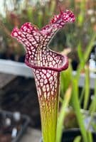 ipL60 S.leucophylla-Pink vein