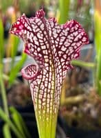 ipL60 S.leucophylla-Pink vein