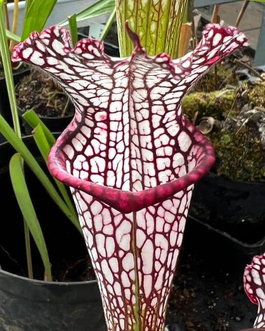ipL60 S.leucophylla-Pink vein