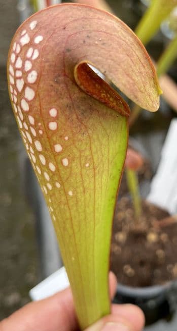 IPM56 Sarracenia minor var. Okefenokeensis
