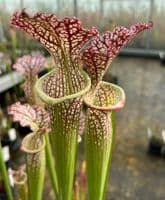IPX138 S.leucophylla x S. cv Brooks Hybrid