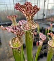 IPX138 S.leucophylla x S. cv Brooks Hybrid