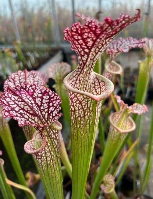 IPX138 S.leucophylla x S. cv Brooks Hybrid