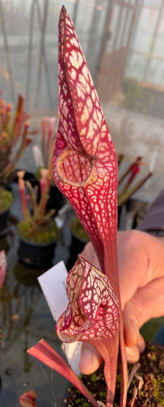 IPX27 S x umlauftiana x S leucophylla