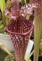 IPX65A Sarracenia cv Stephen Locke