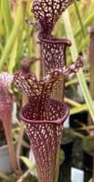 IPX65A Sarracenia cv Stephen Locke