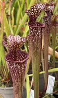 IPX65A Sarracenia cv Stephen Locke