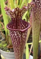 IPX65A Sarracenia cv Stephen Locke