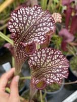 IPX65A Sarracenia cv Stephen Locke