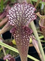 IPX65A Sarracenia cv Stephen Locke