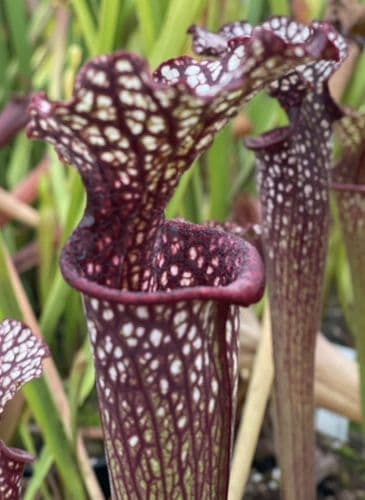 IPX65A Sarracenia cv Stephen Locke