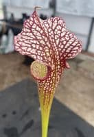 IPX95 Sarracenia x moorei