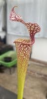 IPX95 Sarracenia x moorei