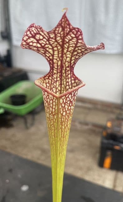 IPX95 Sarracenia x moorei