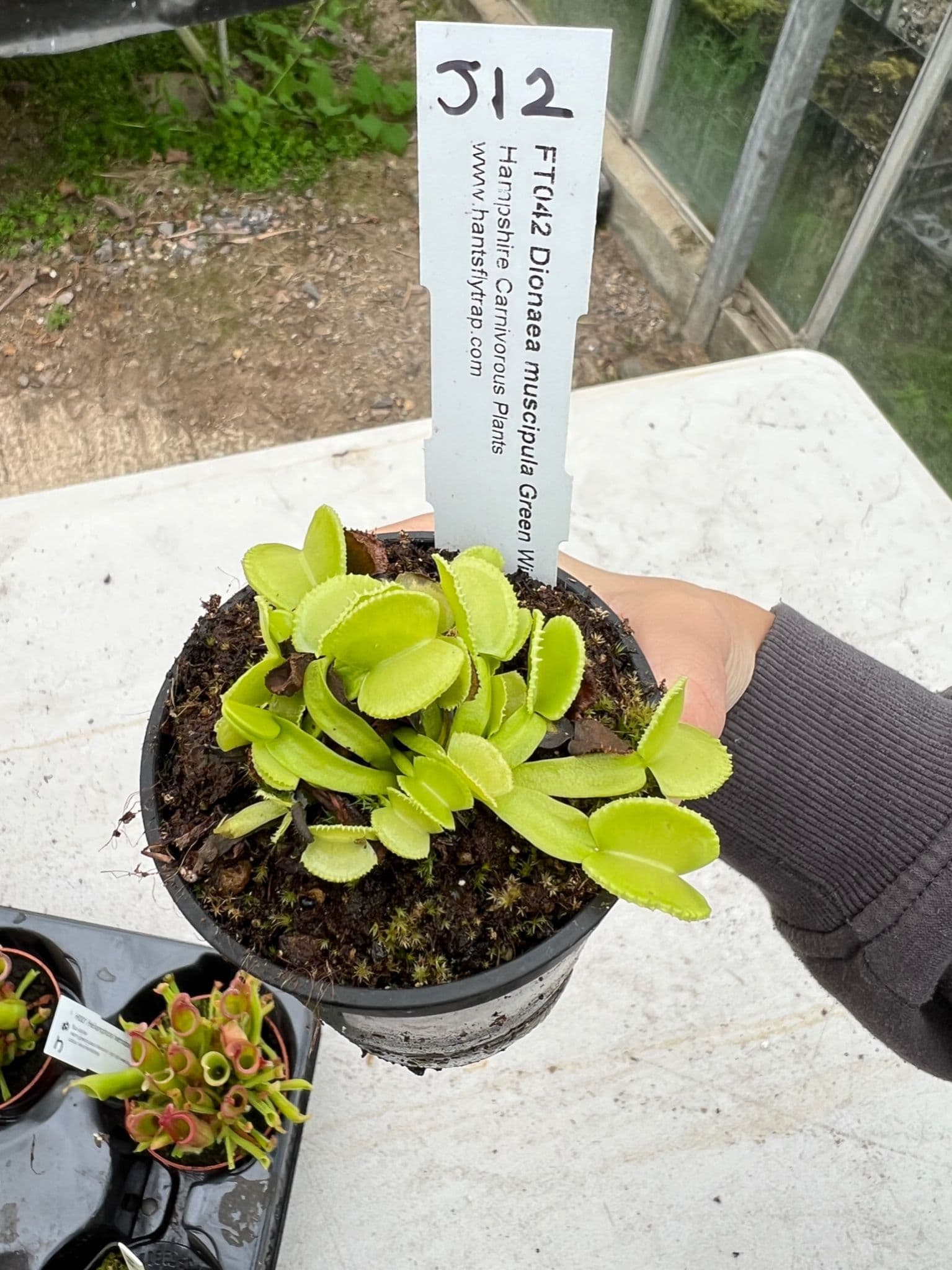 J12 FT042 Dionaea muscipula Green Wizard
