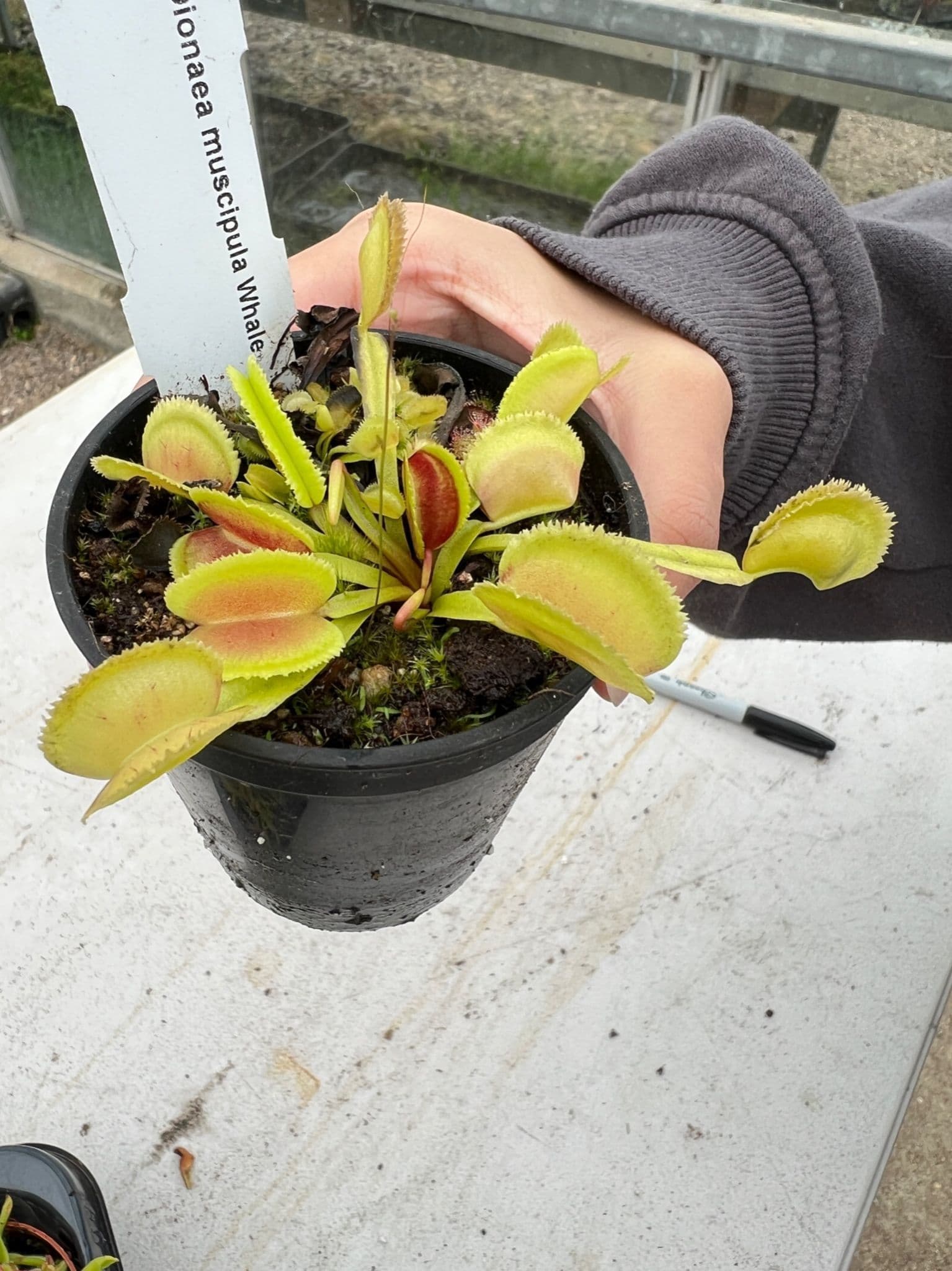 Dionaea muscipula ”Giant Clam” David・ハエトリソウ・食虫植物・観葉
