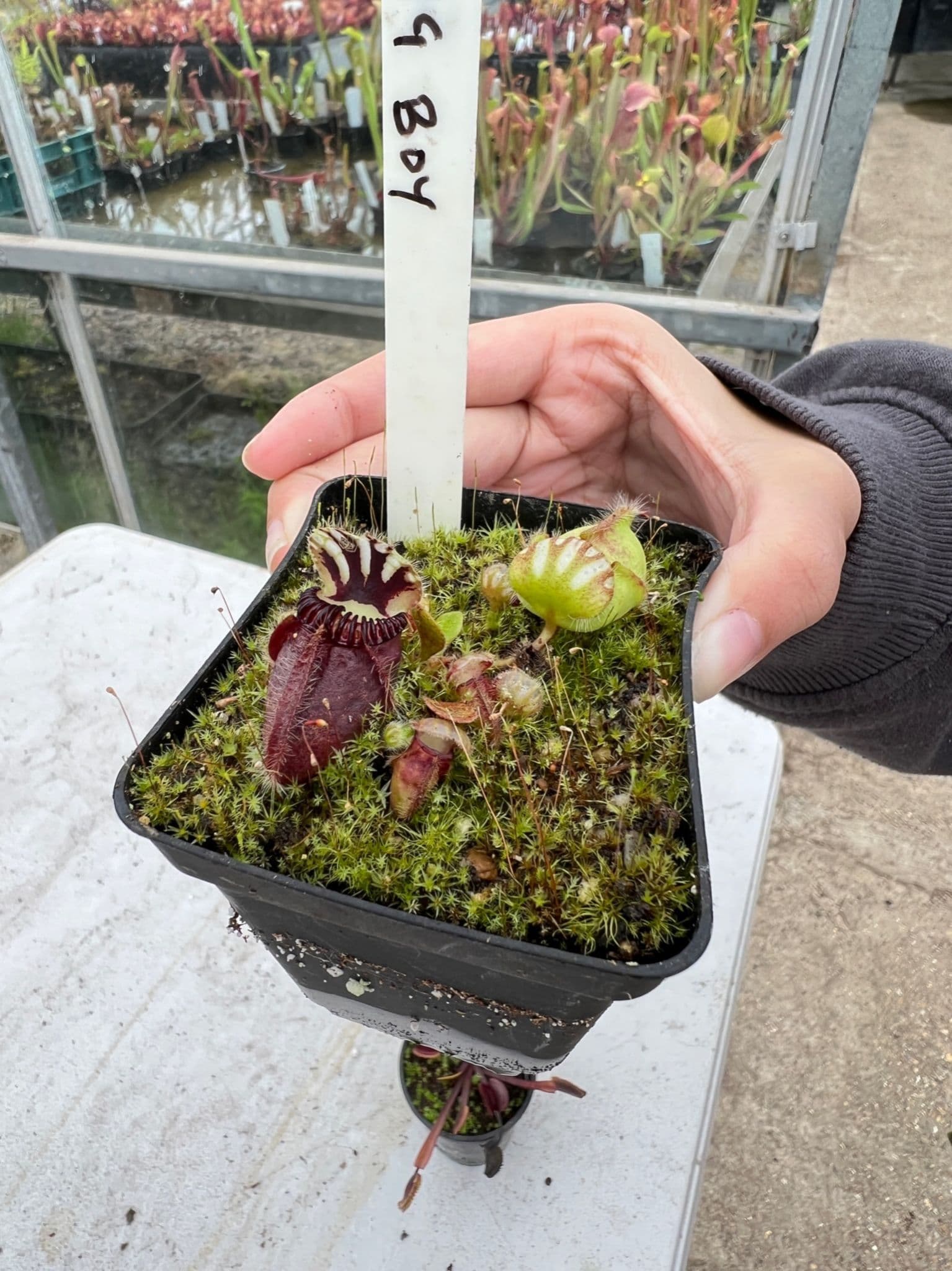 Cephalotus follicularis 'Big Boy' Cedric フクロユキノシタ 食虫植物