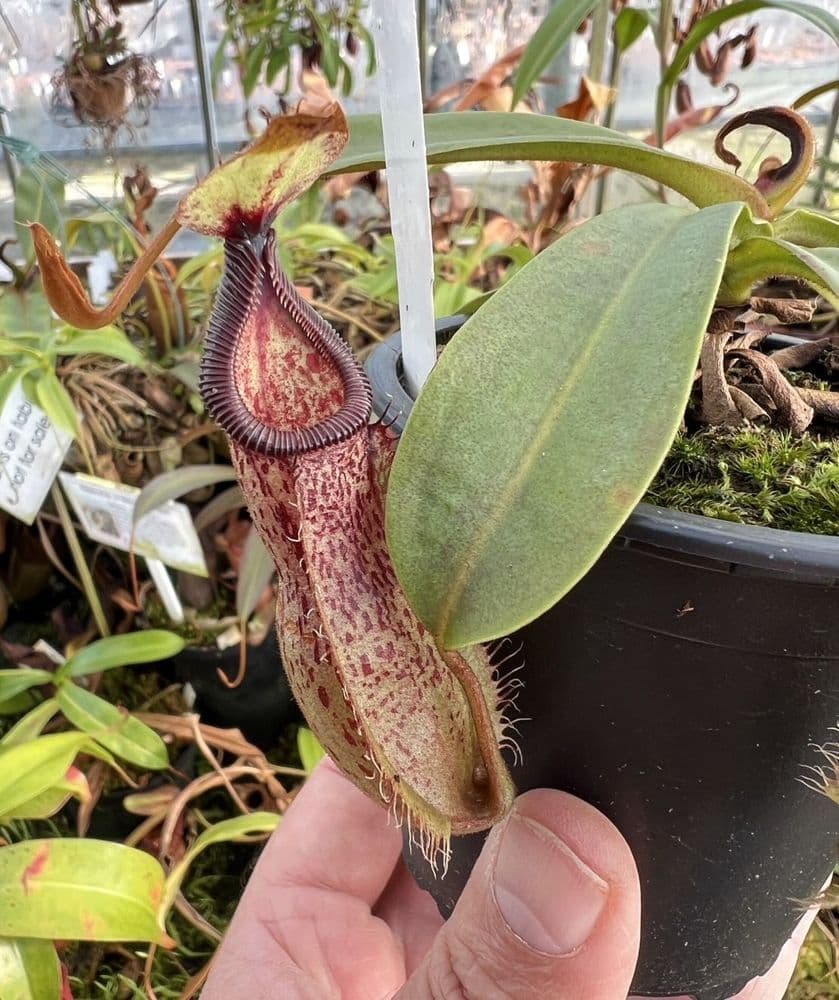 J2 BE4086 N hamata x N veitchii