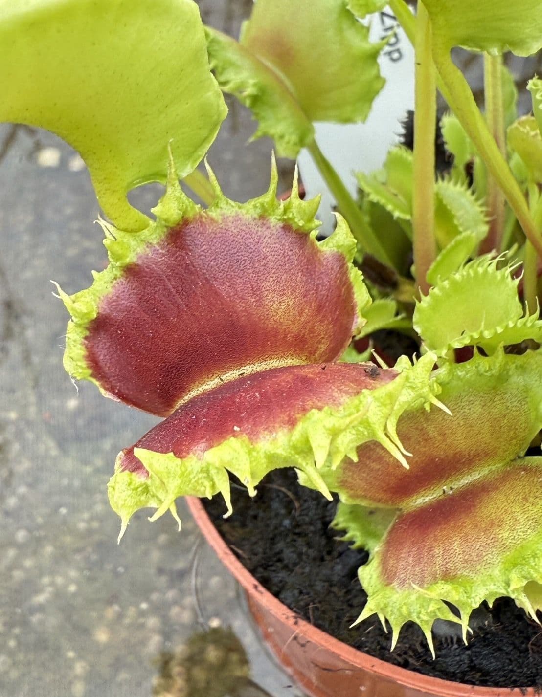 J4 FT45 Dionaea muscipula Zipp