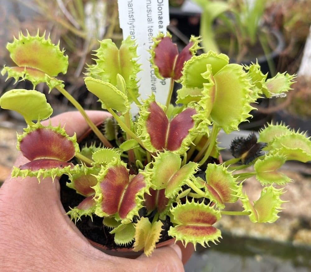 J4 FT45 Dionaea muscipula Zipp