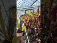 J7 SH902 Sarracenia CV. Matt Johnson