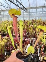 J7 SH902 Sarracenia CV. Matt Johnson