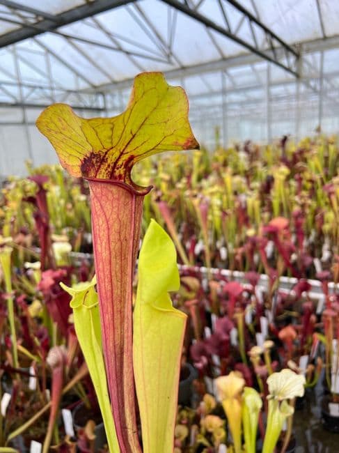 J7 SH902 Sarracenia CV. Matt Johnson