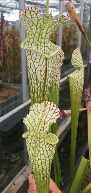 L110 S.leucophylla Ctenium fields Perdido, Alabama