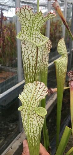L110 S.leucophylla Ctenium fields Perdido, Alabama