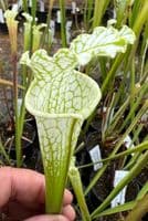 L129 S.leucophylla green/white Large Form