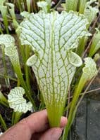 L129 S.leucophylla green/white Large Form