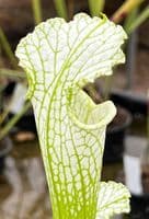 L129 S.leucophylla green/white Large Form