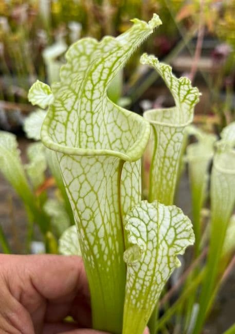 L129 S.leucophylla green/white Large Form