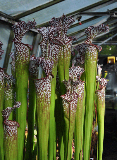 S.leucophylla Giant L3 | North American Pitcher Plant