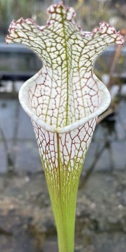 L74 S. leucophylla Giant form