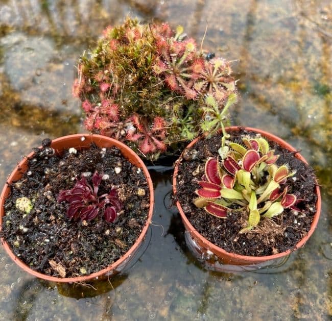 Mini carnivorous collection 3