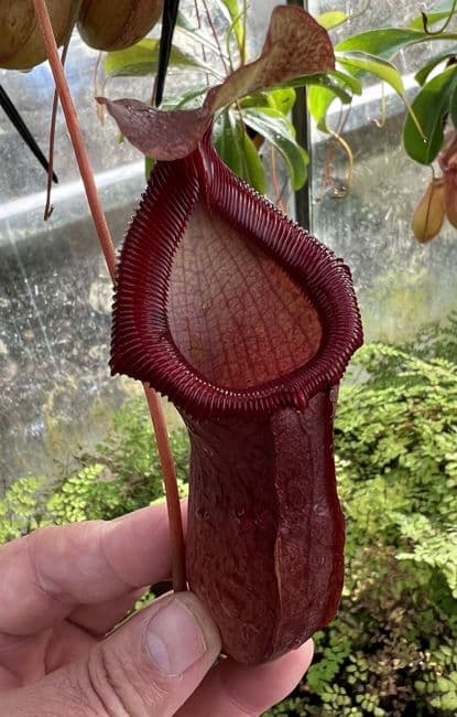 MNC166 Nepenthes 'Bill Bailey' basket L