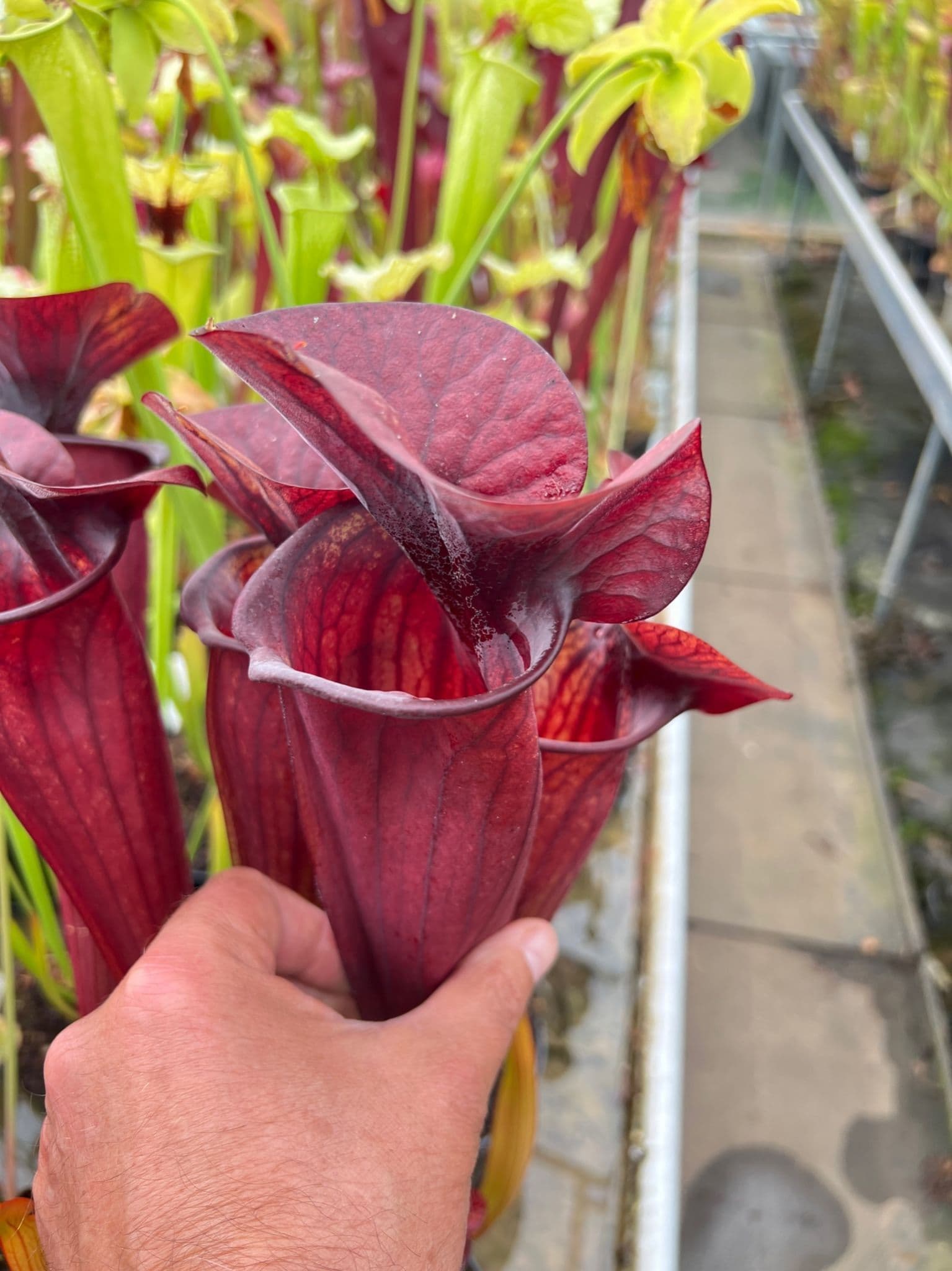 N17 SH777 Sarracenia cv Barry Soper