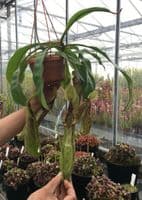 NC003 Nepenthes CV Mojito hanging basket